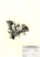 藏品(牛角樹)的圖片